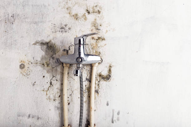 Professional Mold Remediation in Bruceton, TN
