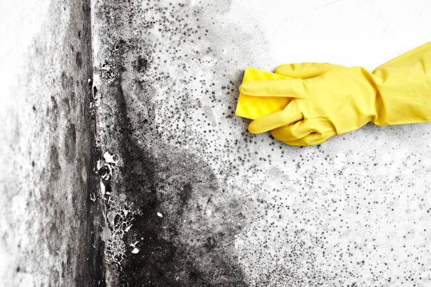 Best Insurance-Related Mold Remediation in Bruceton, TN