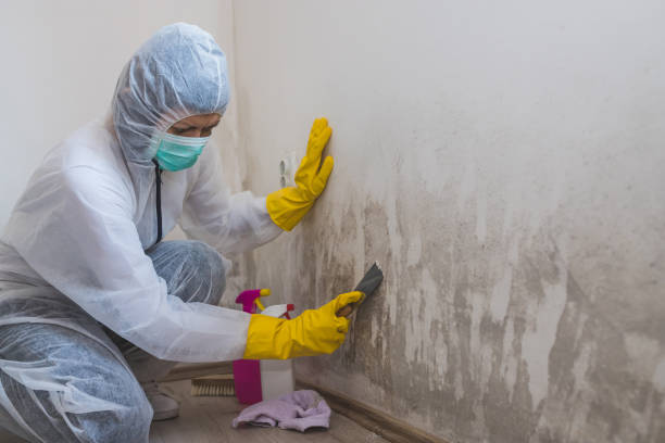 Best Black Mold Remediation in Bruceton, TN